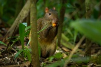 Aguti stredoamericky - Dasyprocta punctata - Central American Agouti 3516